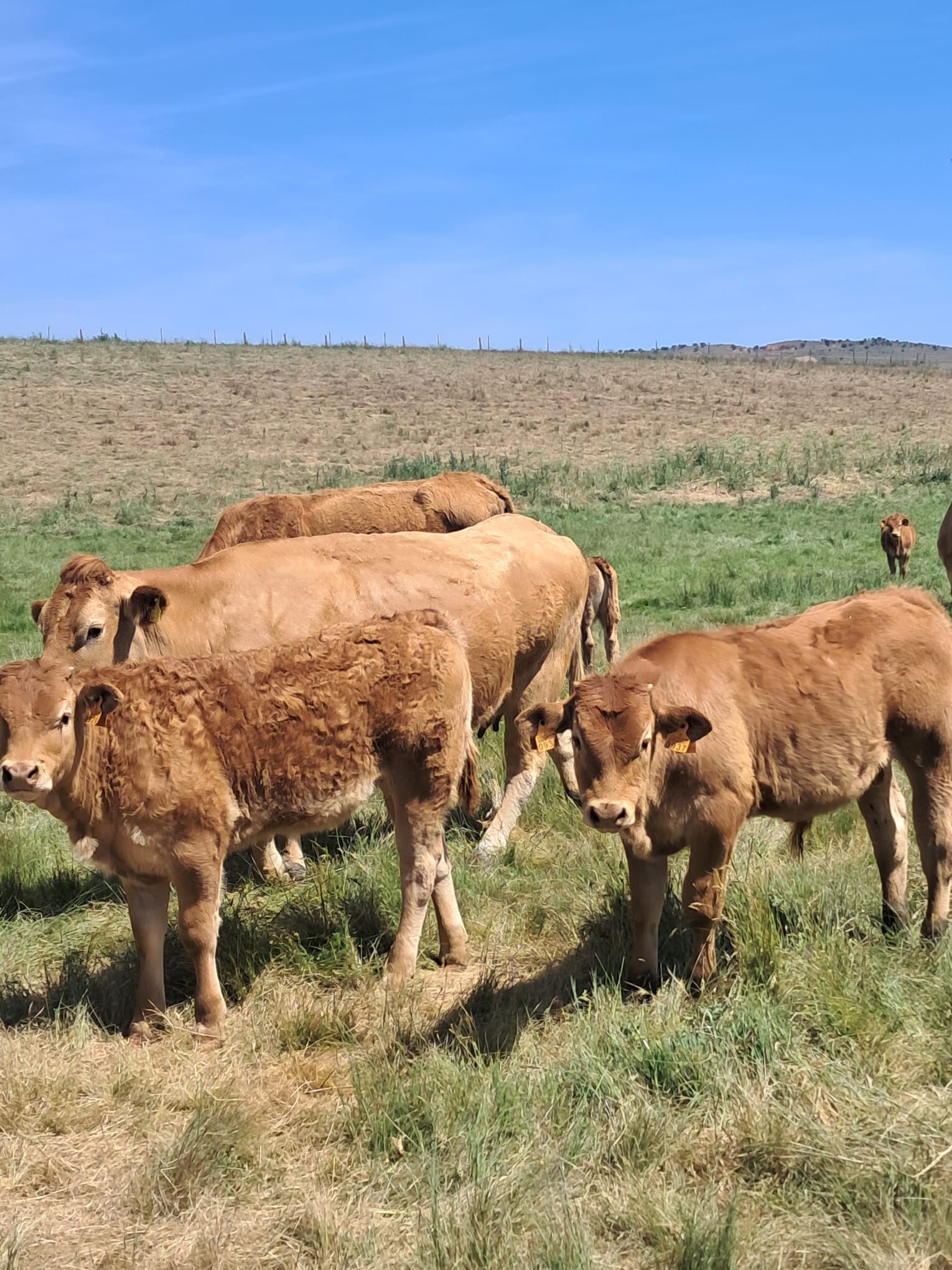 vacas2