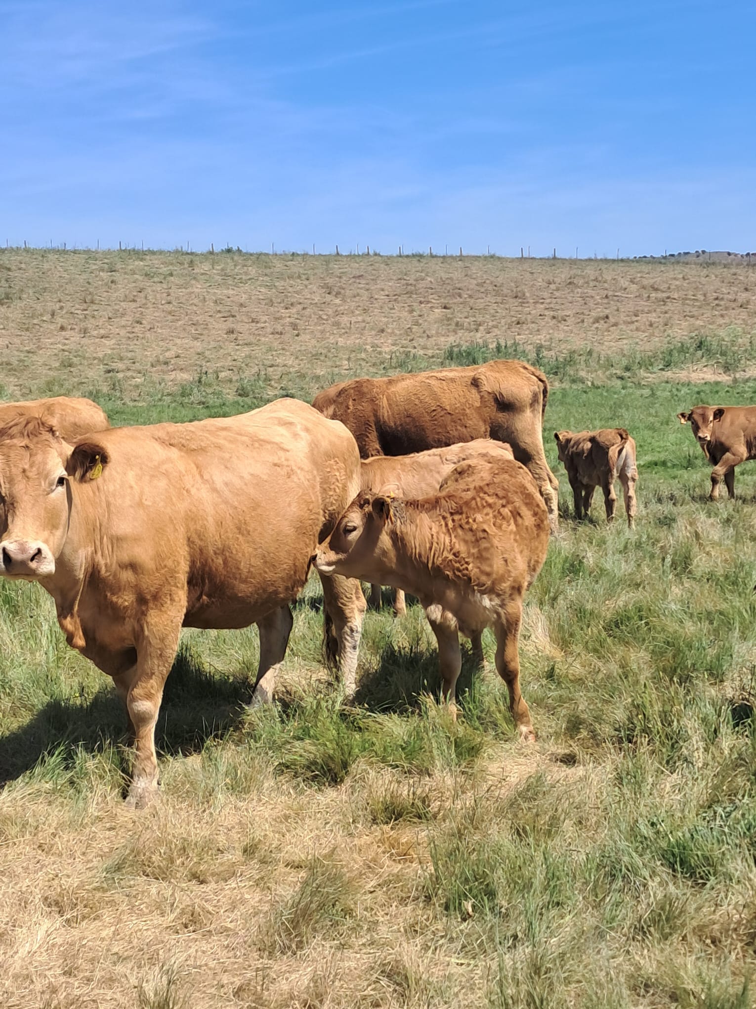 vacas4