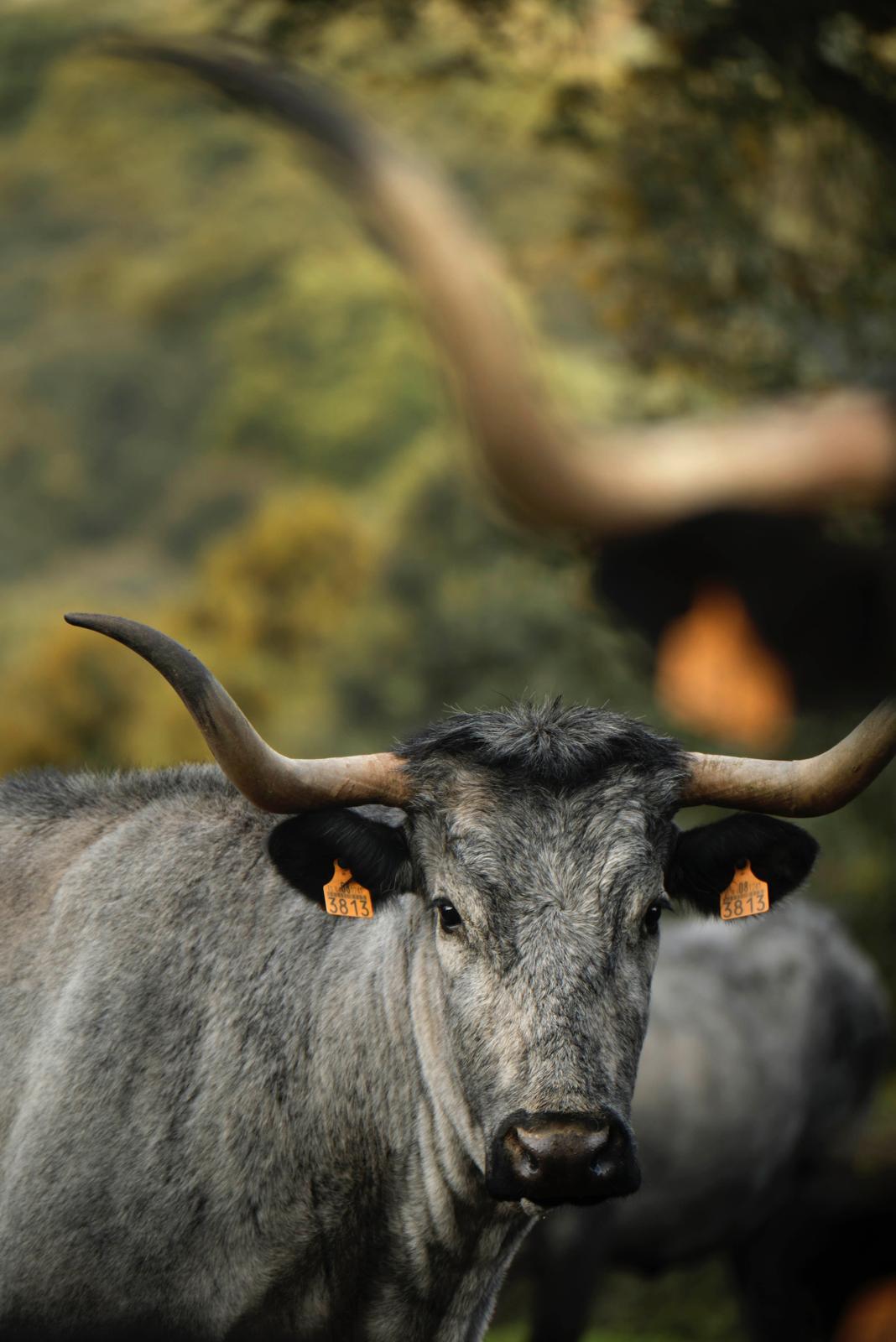 vacas7