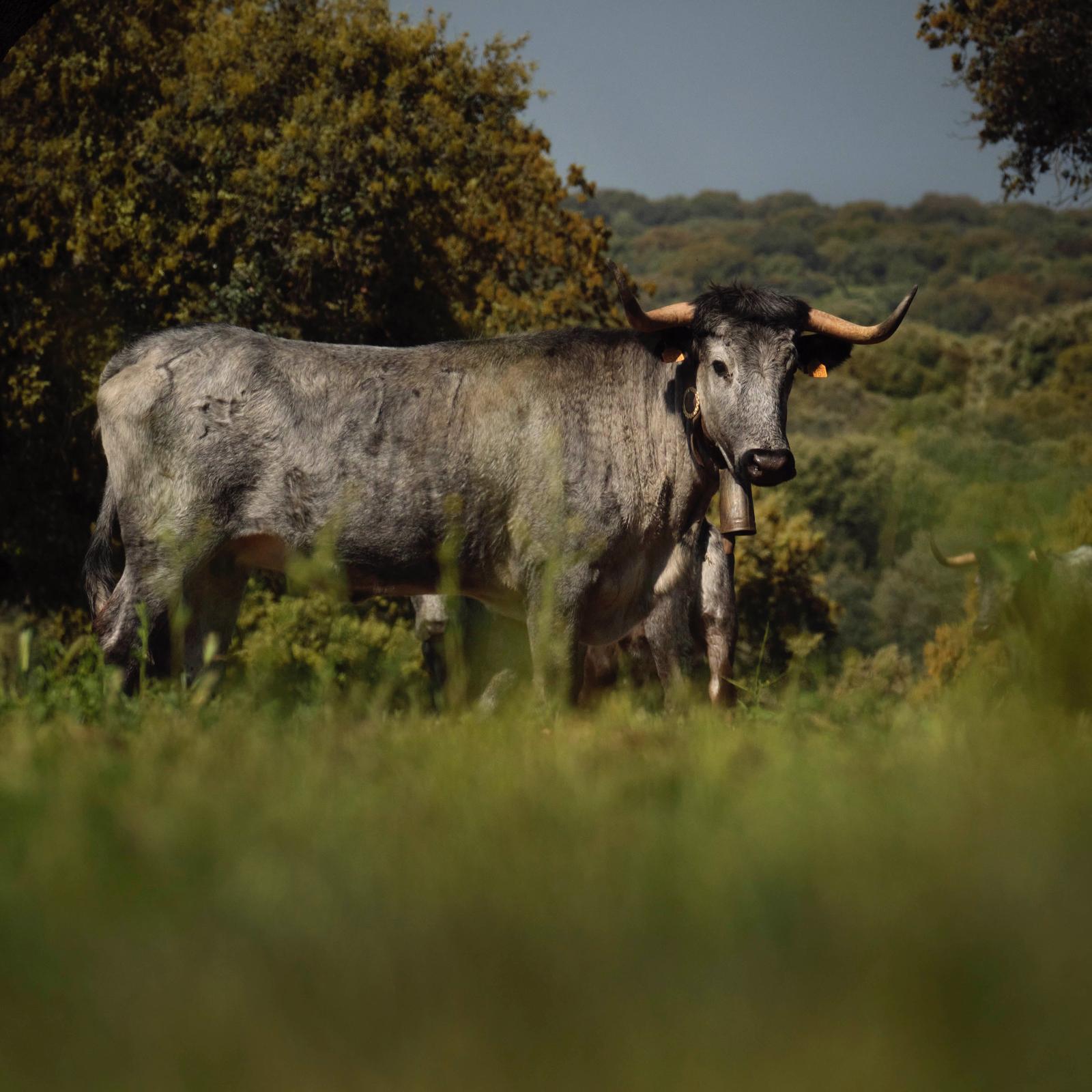 vacas8